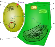 Ce schéma représente les étapes d'infection d'une cellule végétale par Agrobactérium tumefaciens. Une cellule d'agrobactérie est représentée à côté d'une cellule végétale, et les différentes étapes de la transfection sont indiquées