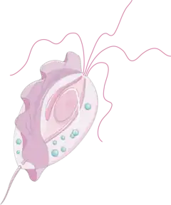 Description de l'image Trichomonas intestinalis (02).png.