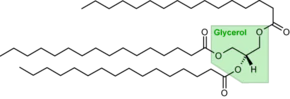 Triacylglycérol.