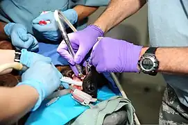 Extraction dentaire chez un chien