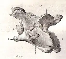 Vue latérale d'une 6e&nbsp;vertèbre cervicale (Vertebra cervicale) de cheval (Equus caballus), in Traité d'anatomie comparée des animaux domestiques par Auguste Chauveau et Saturnin Arloing, page 32, J.B. Baillière et Fils (Paris), 1890.