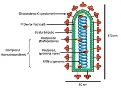 Description de l'image Virusul stomatitei veziculare.jpg.
