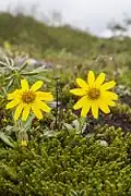 Arnica angustifolia (Alaska, États-Unis).