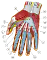 Insertion du tendon fléchisseur profond des doigts de la main (en 11)