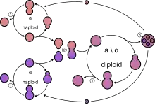 Représentation schématique du cycle de vie de Saccharomyces cerevisiae.