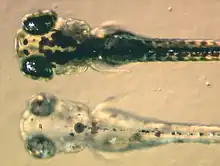 deux larves de poisson superposées : celle du haut présente de nombreuses taches noires, celle du bas est incolore