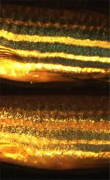 Deux poissons zèbres : celui du haut, qui est resté à l'obscurité, présente des rayures sombres, alors que celui du bas, qui est resté à la lumière, présente des rayures à peine plus sombres que la couleur de fond.