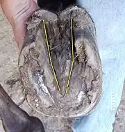 Pied atteint de pourriture de la fourchette, vu de dessous.