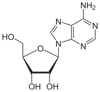 Image illustrative de l’article Adénosine