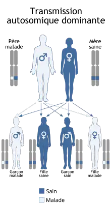 Description de l'image Autosomal dominant - fr.svg.