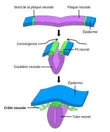 Neurulation