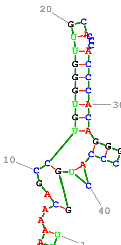 Description de l'image Nussinov78 AF083069.1 1-43.svg.