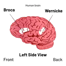Description de l'image Brain - Broca's and Wernicke's area Diagram.svg.
