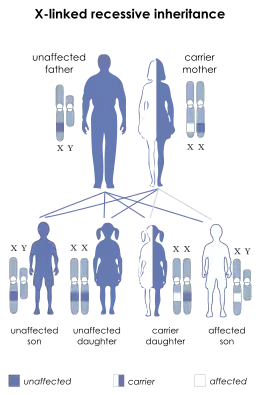 Description de l'image X-linked recessive.svg.