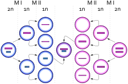 Description de l'image XXYY syndrome.svg.