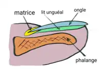 Schéma d'un ongle en coupe sagittale