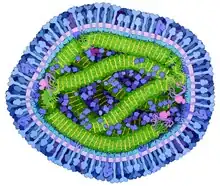 Le virus de la rougeole est “atténué” avant d'être inoculé sous forme de vaccin. La vaccination contre la rougeole protège efficacement contre l'infection par la maladie.