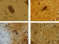 Description de cette image, également commentée ci-après