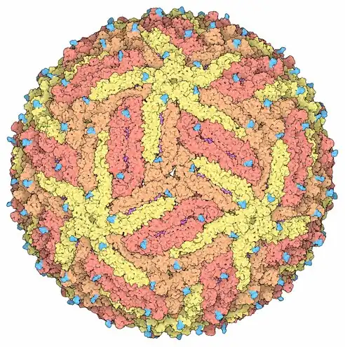 Représentation d'une enveloppe virale de virus Zika montrant les protéines d'enveloppe E en jaune, orange et rouge-orangé pour mettre en évidence la symétrie icosaédrique. Les pointes couleur cyan sont des chaînes polyosidiques. On peut apercevoir les protéines de membrane M en magenta dans les fissures entre les protéines d'enveloppe.